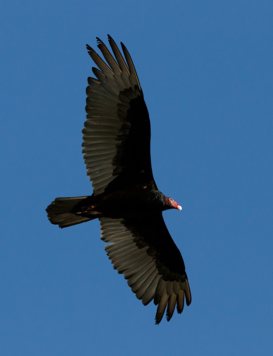 Turkey Vulture - ML617691576