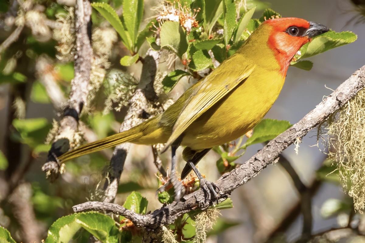 Red-headed Tanager - ML617691577