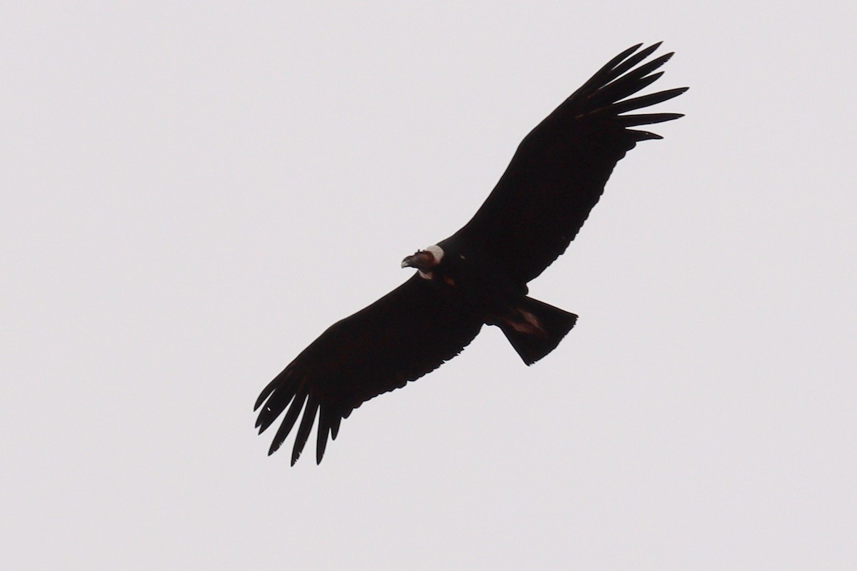 Andean Condor - ML617691637
