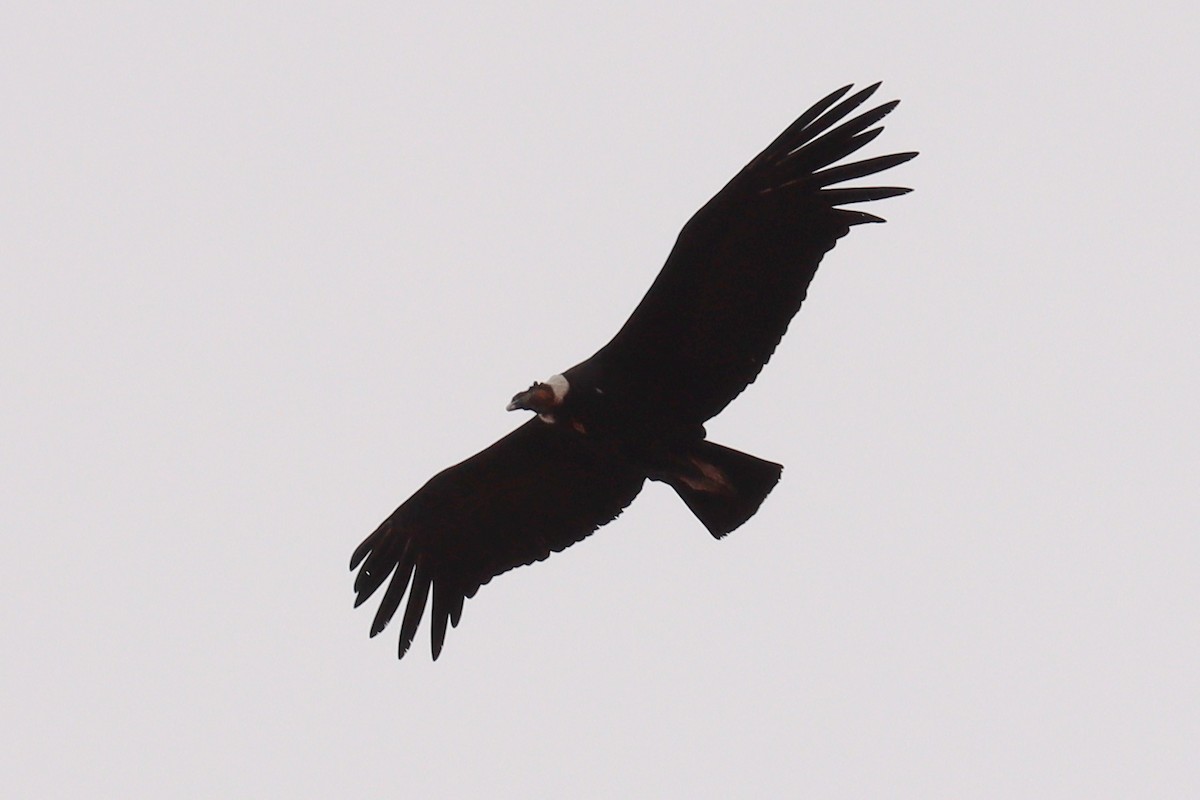 Andean Condor - ML617691638