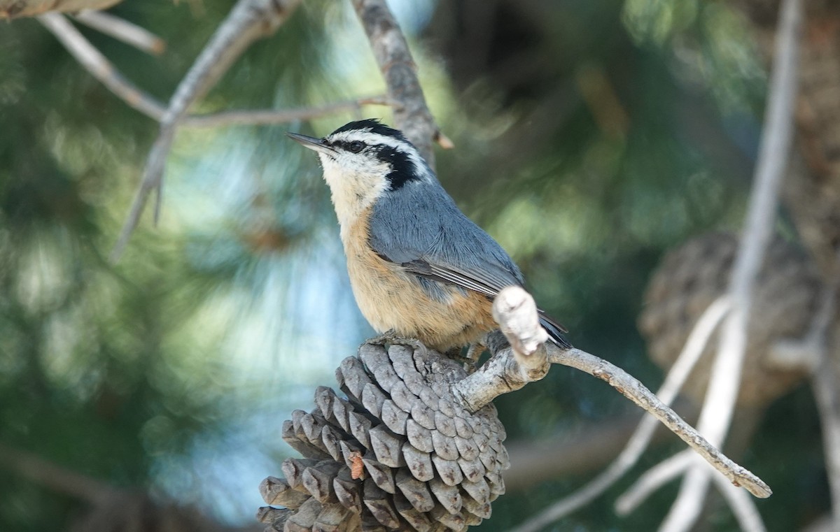 Red-breasted Nuthatch - ML617691687