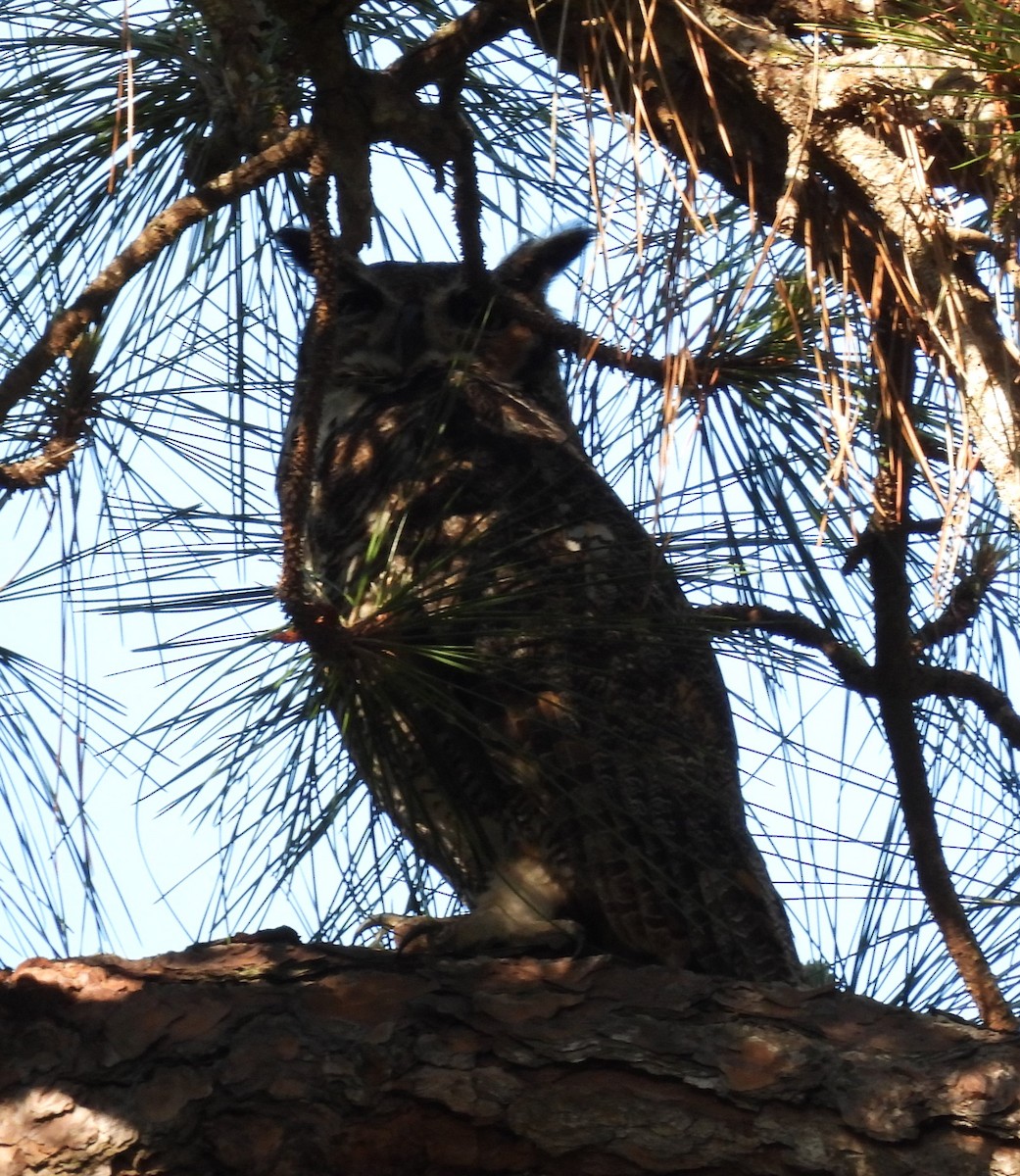 Great Horned Owl - ML617691716