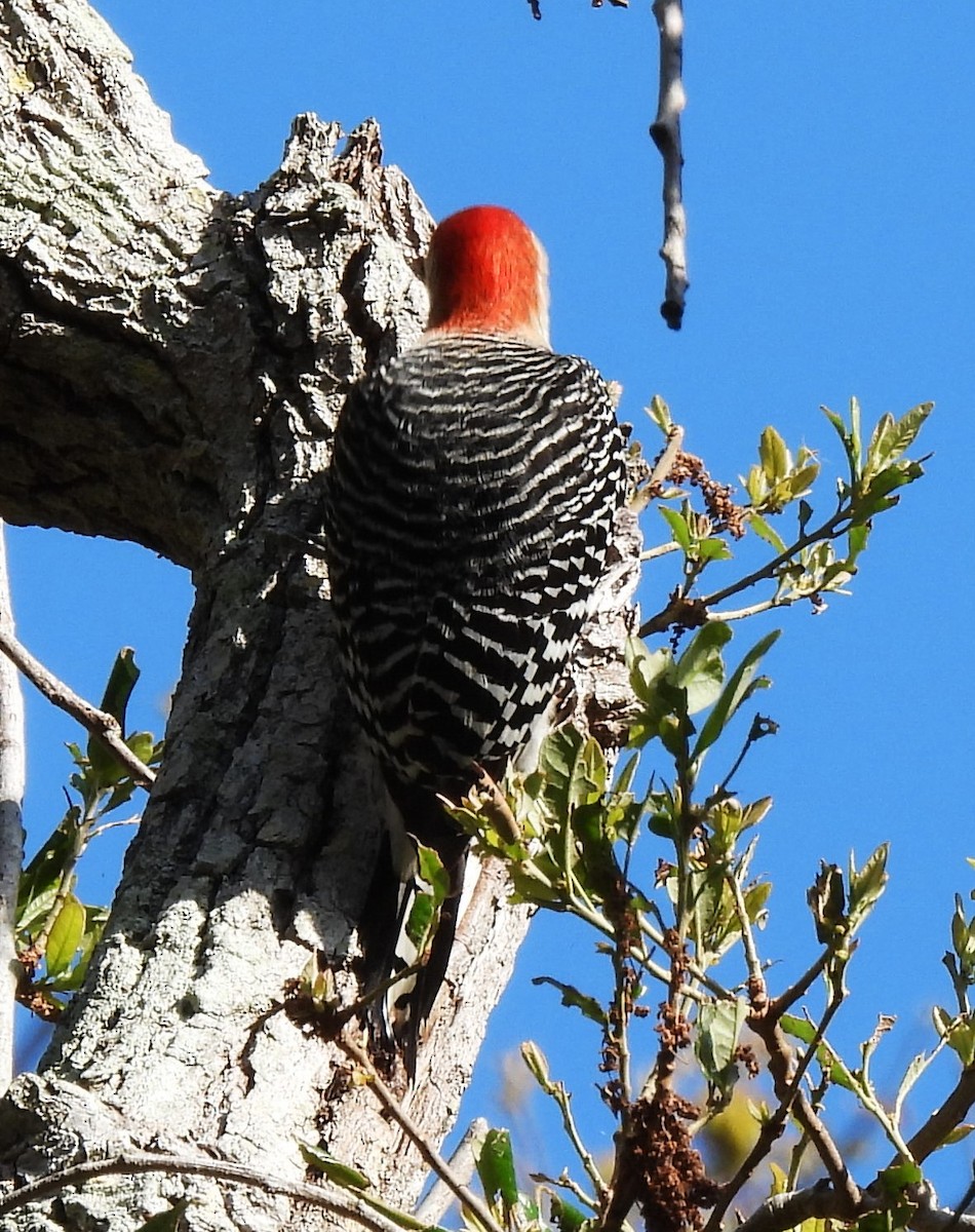 Red-bellied Woodpecker - ML617691737