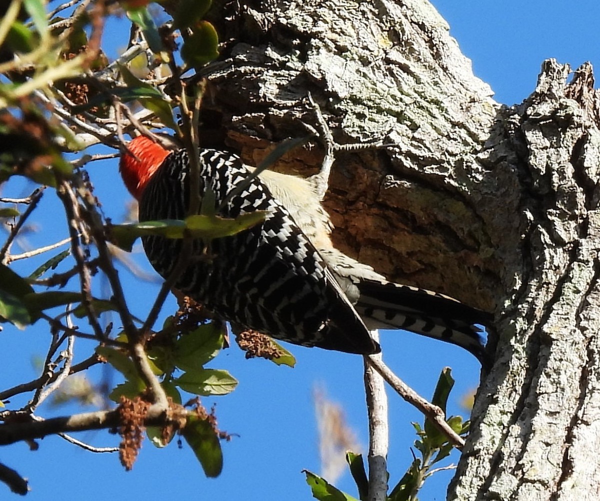 Red-bellied Woodpecker - ML617691738