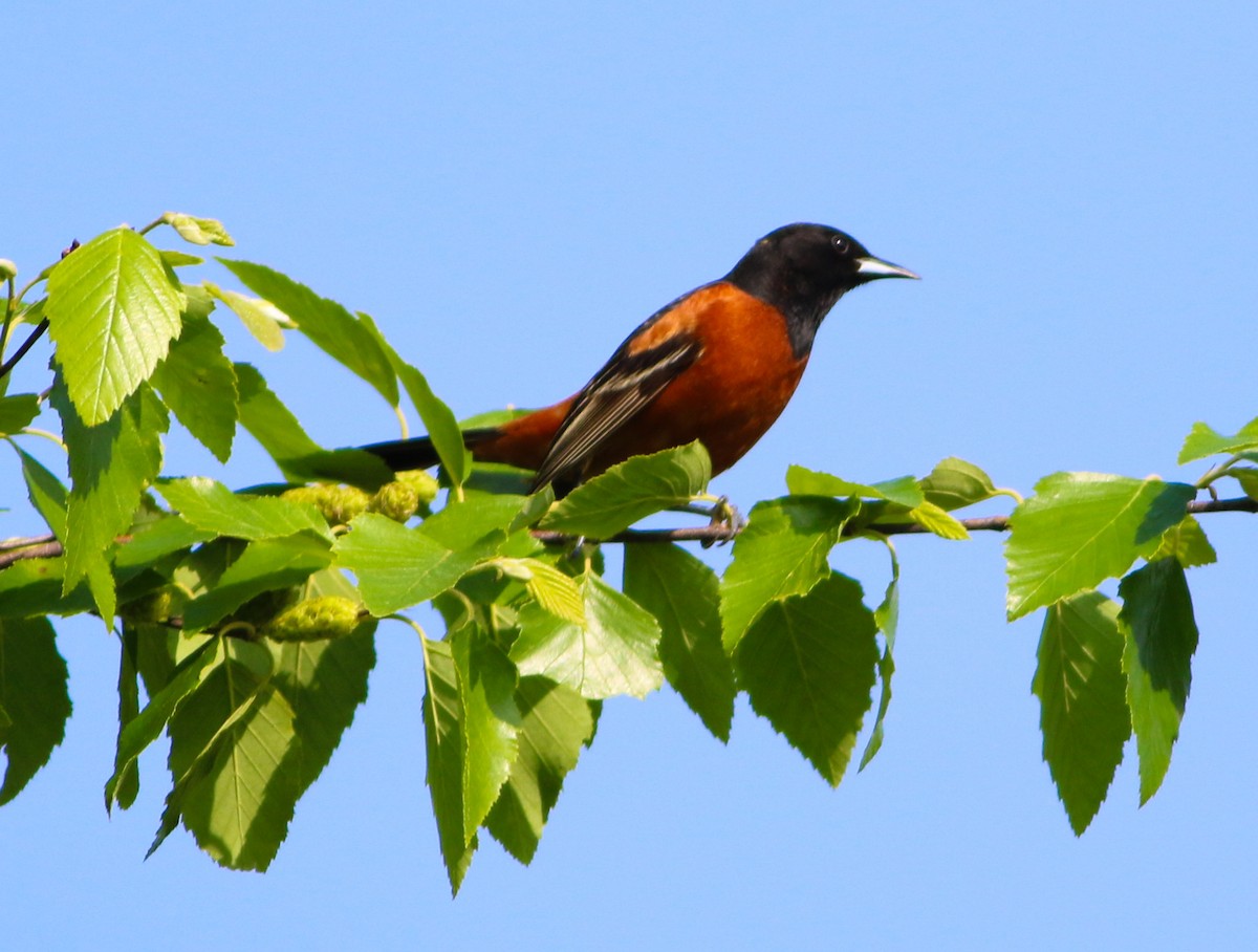 Orchard Oriole - ML617691741