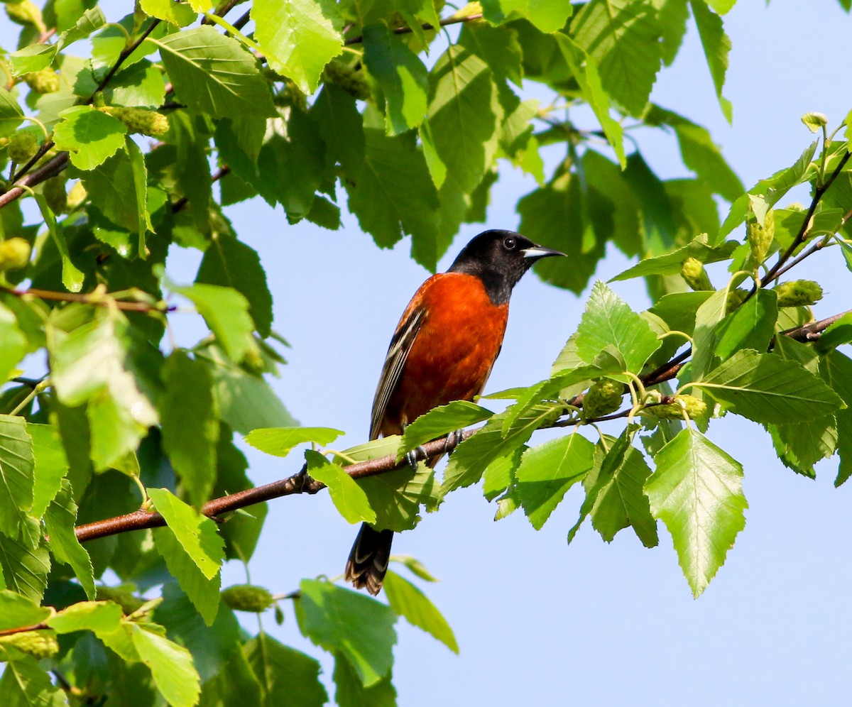 Orchard Oriole - ML617691742