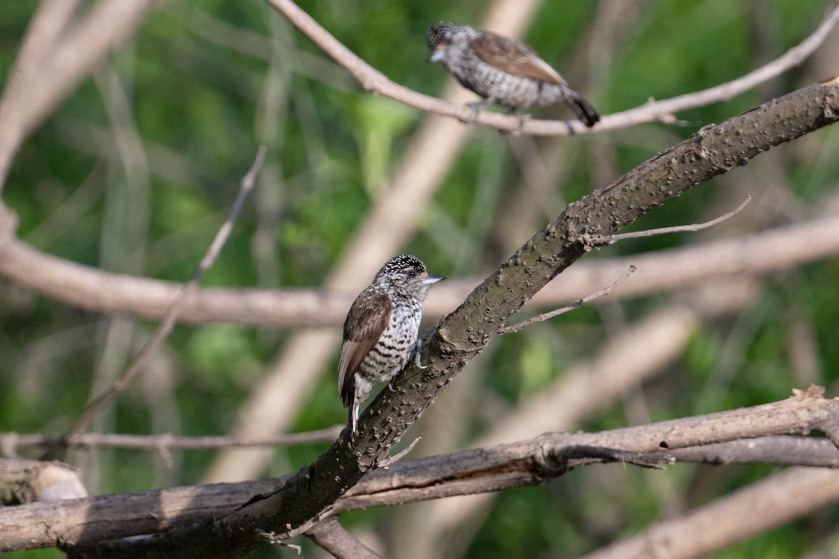 White-barred Piculet - ML617691746