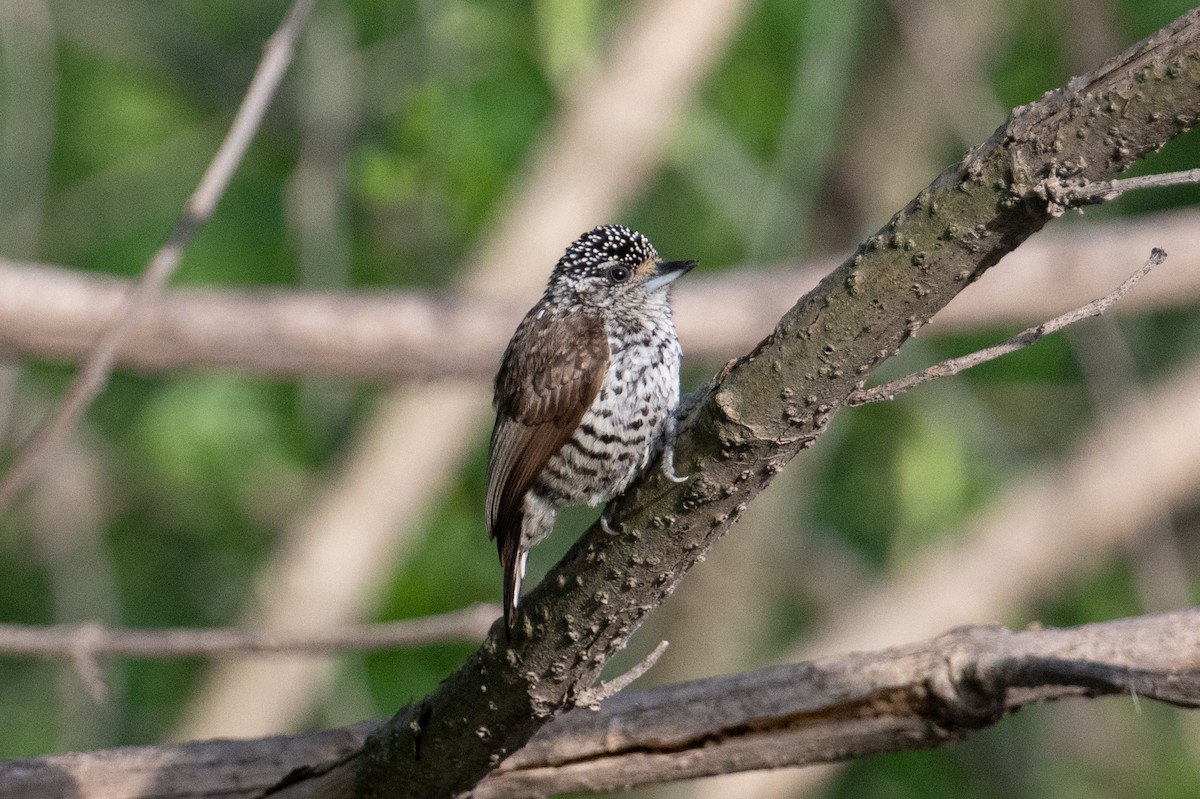 White-barred Piculet - ML617691748