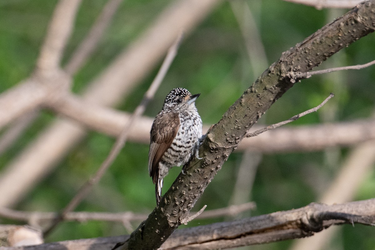 White-barred Piculet - ML617691750
