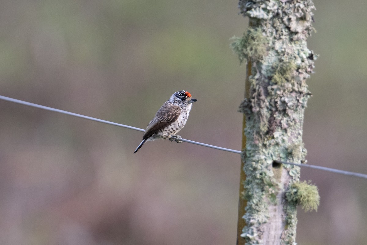 White-barred Piculet - ML617691752