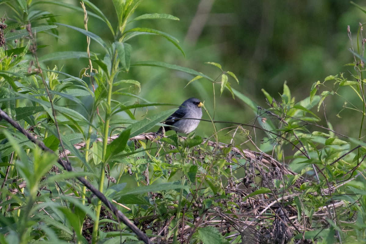 Band-tailed Seedeater - John C. Mittermeier