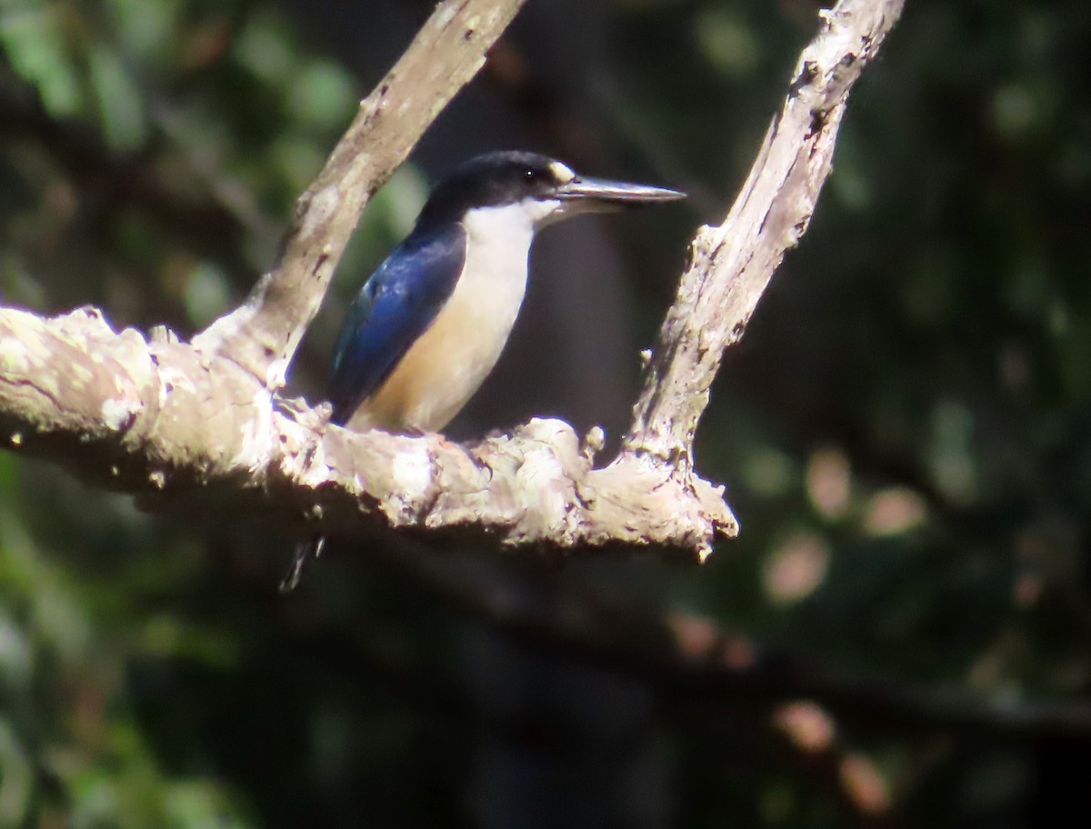 Forest Kingfisher - ML617691787