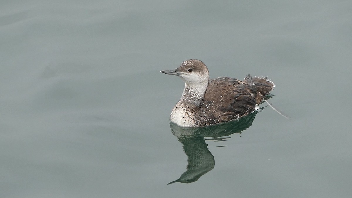 Red-throated Loon - ML617691793