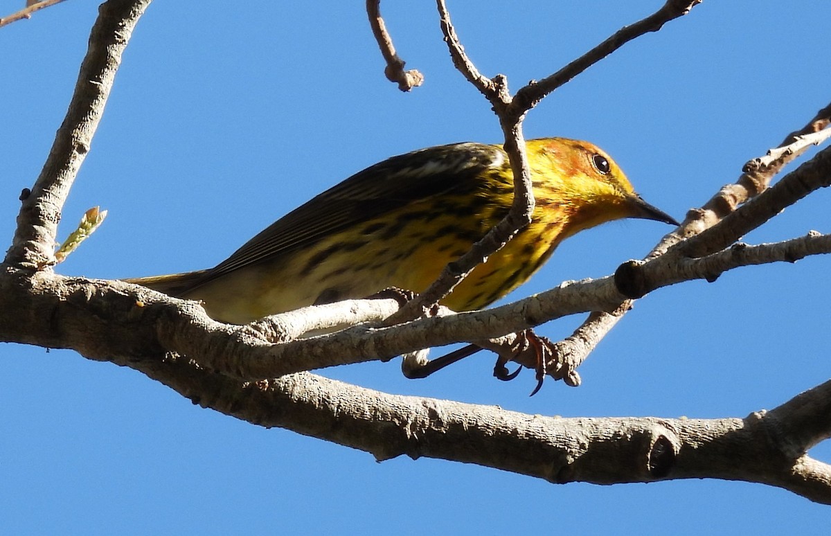 Cape May Warbler - ML617691795