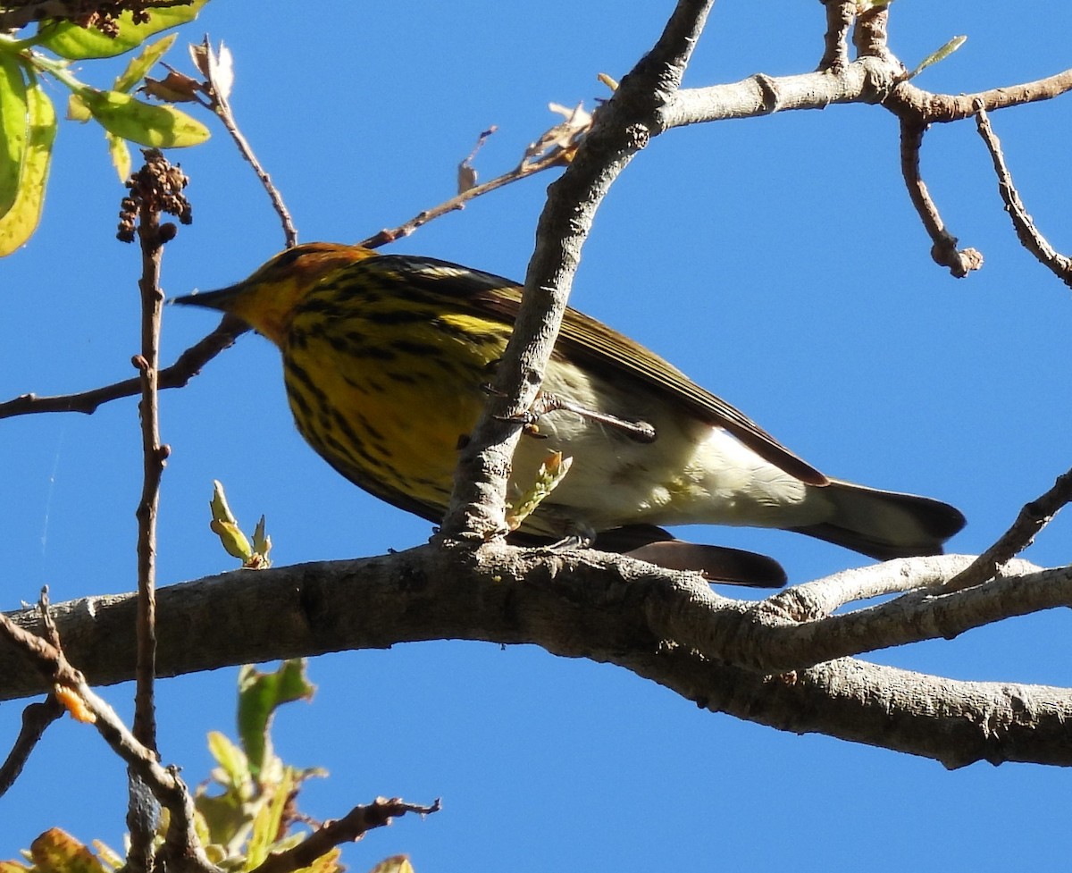 Cape May Warbler - ML617691796