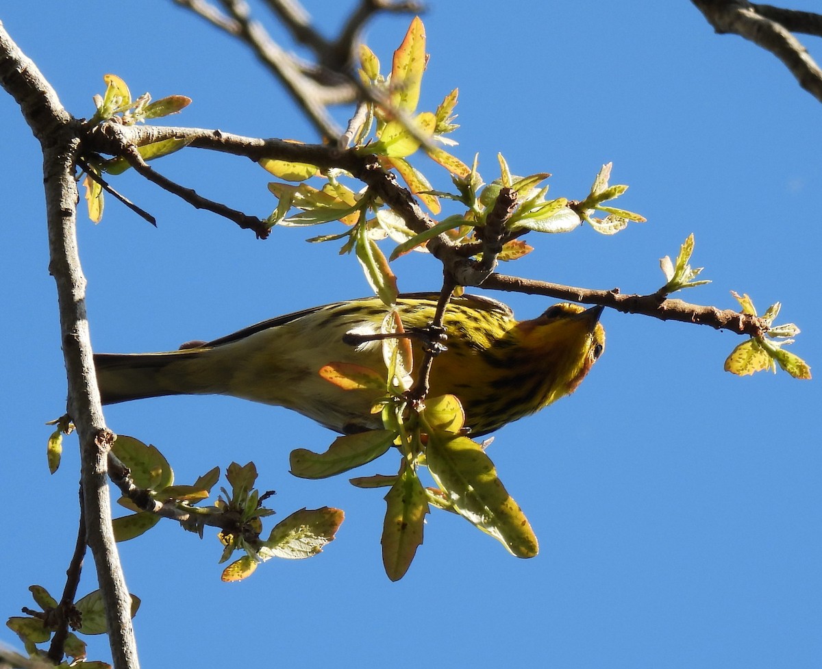 Cape May Warbler - ML617691797