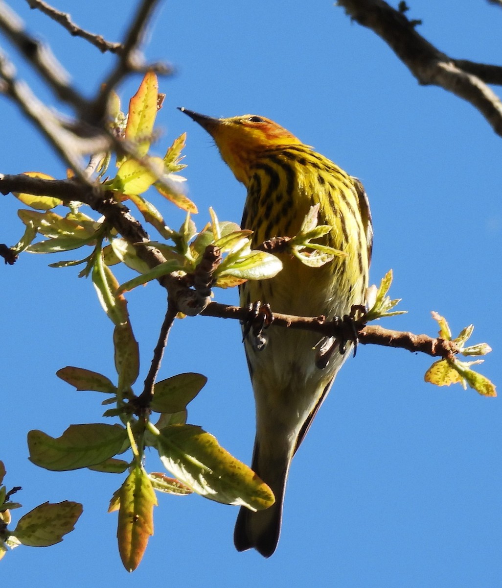 Cape May Warbler - ML617691798