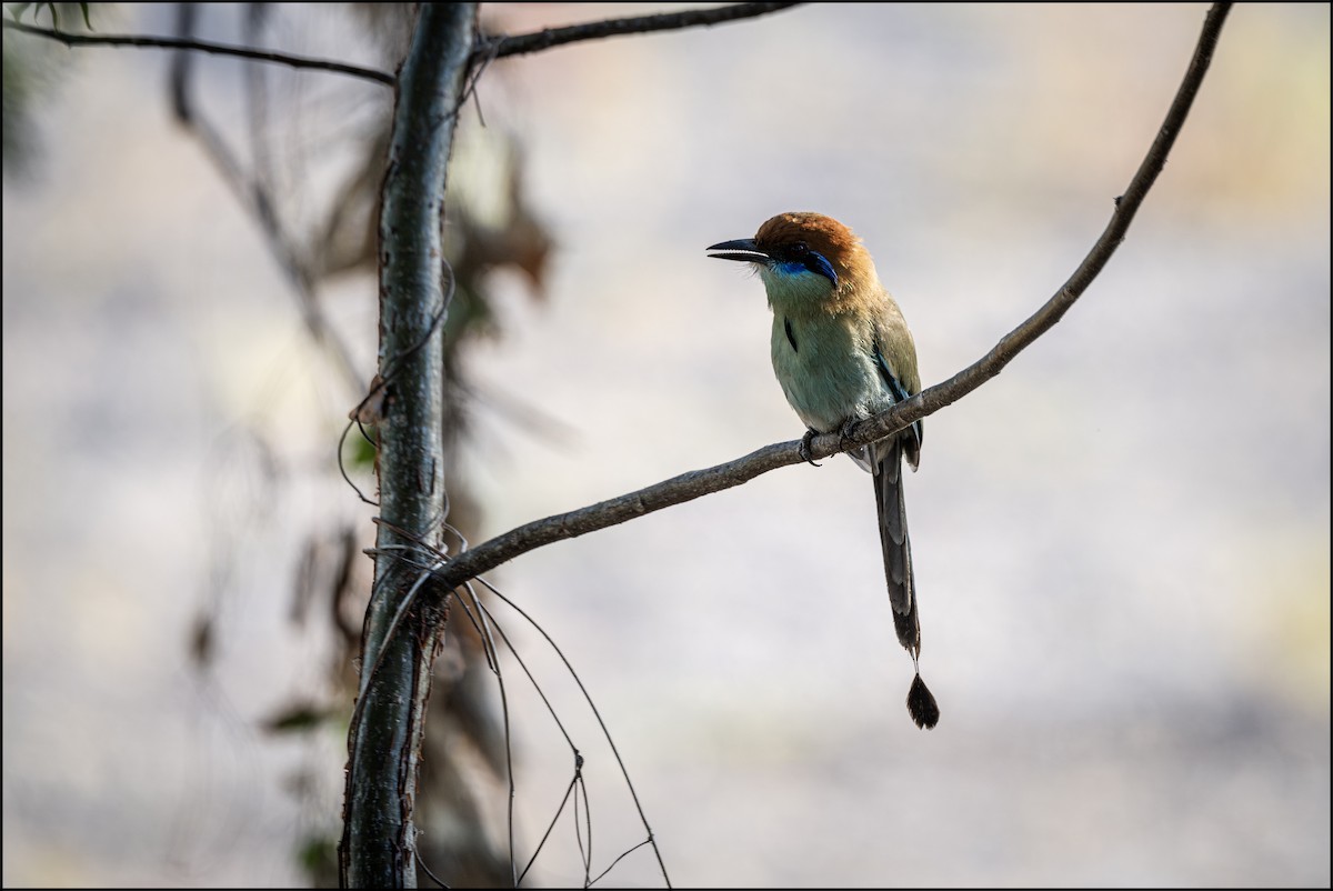 Russet-crowned Motmot - Keith Confer