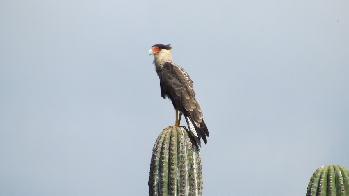 Crested Caracara (Southern) - ML617691920