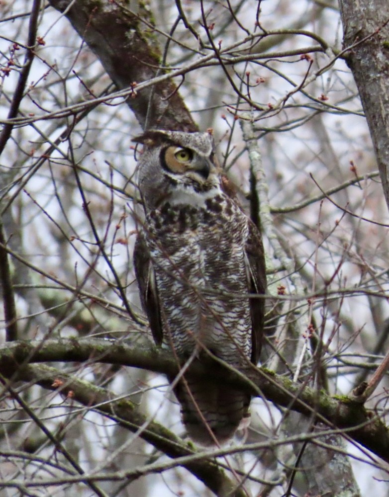 Great Horned Owl - ML617691953