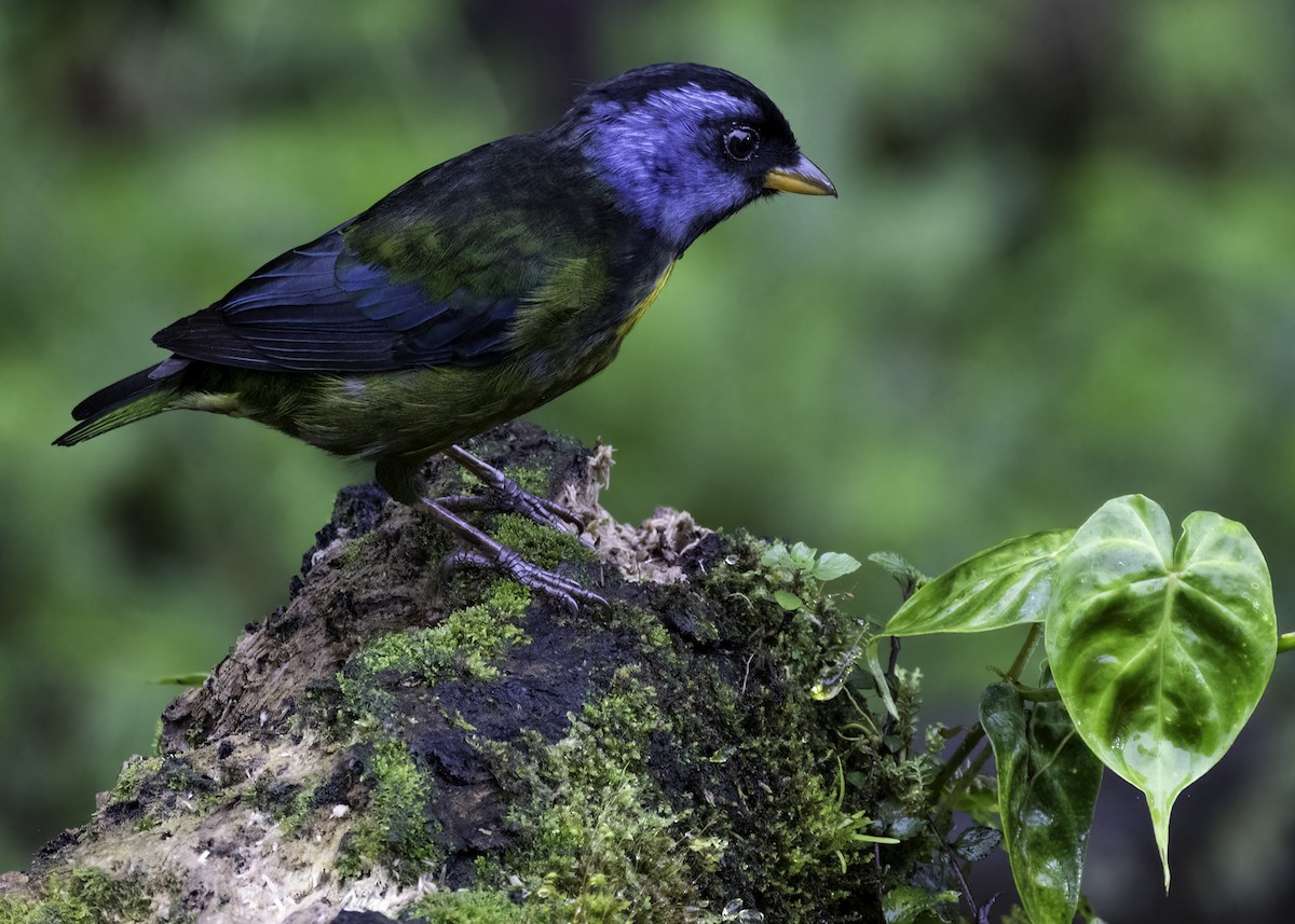 Moss-backed Tanager - ML617691990