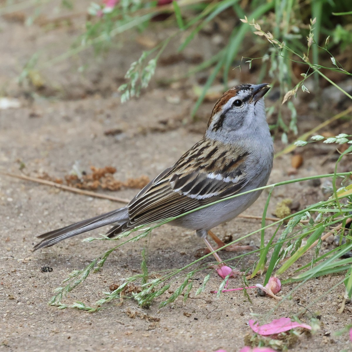 Chipping Sparrow - ML617692035