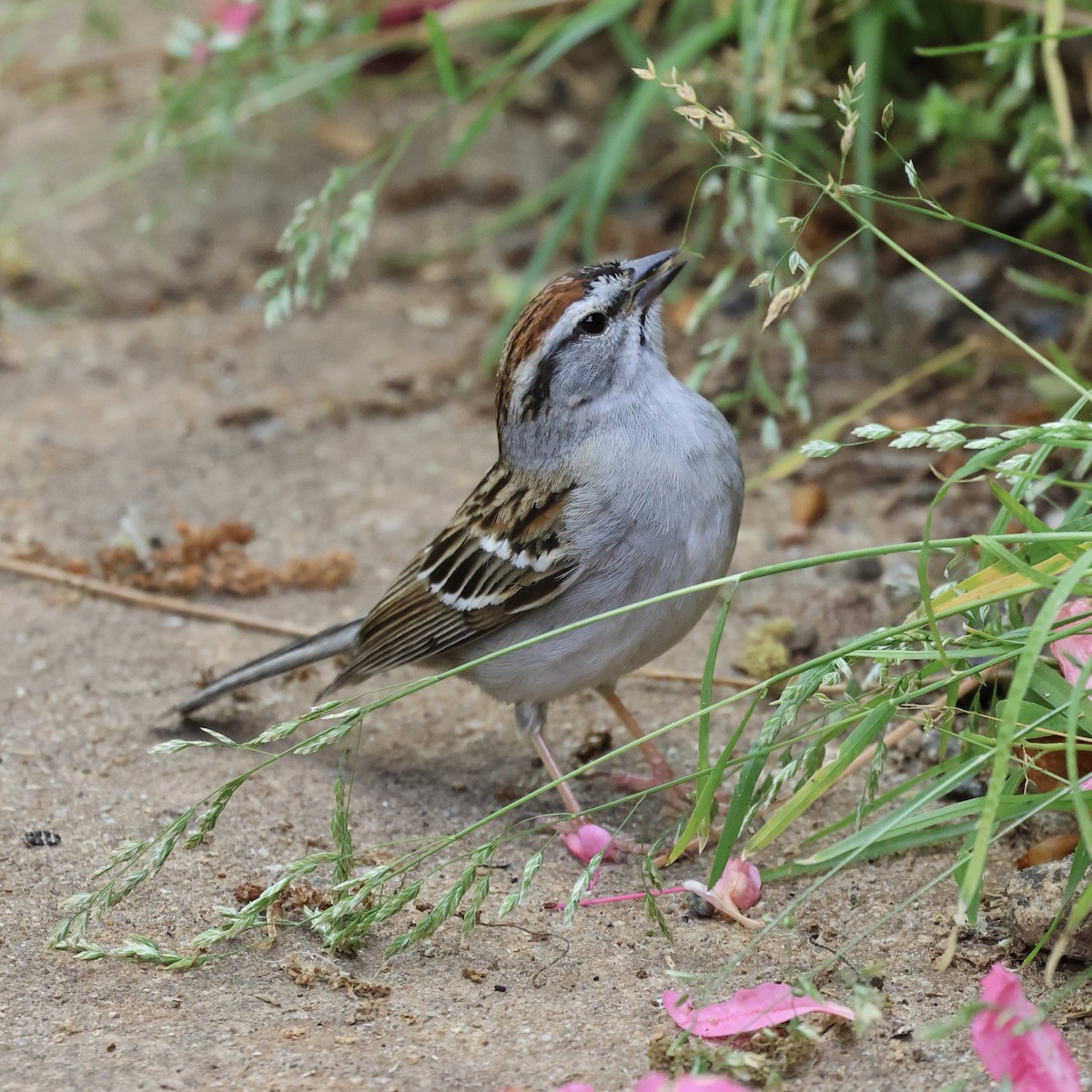 Chipping Sparrow - ML617692036
