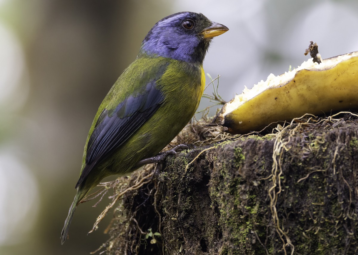 Moss-backed Tanager - ML617692043