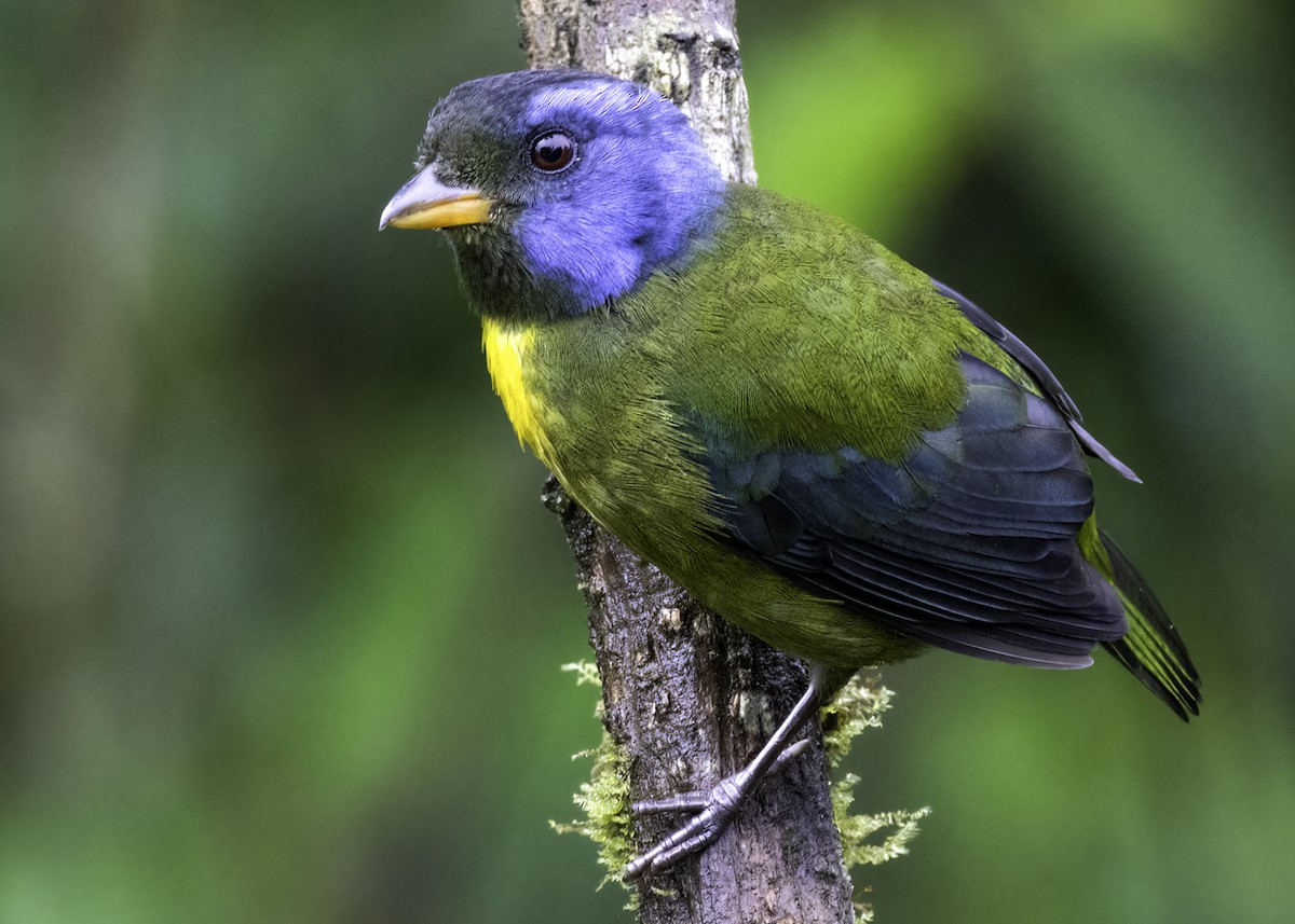 Moss-backed Tanager - ML617692053