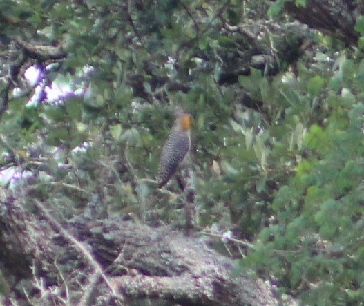 Golden-fronted Woodpecker (Northern) - ML617692148