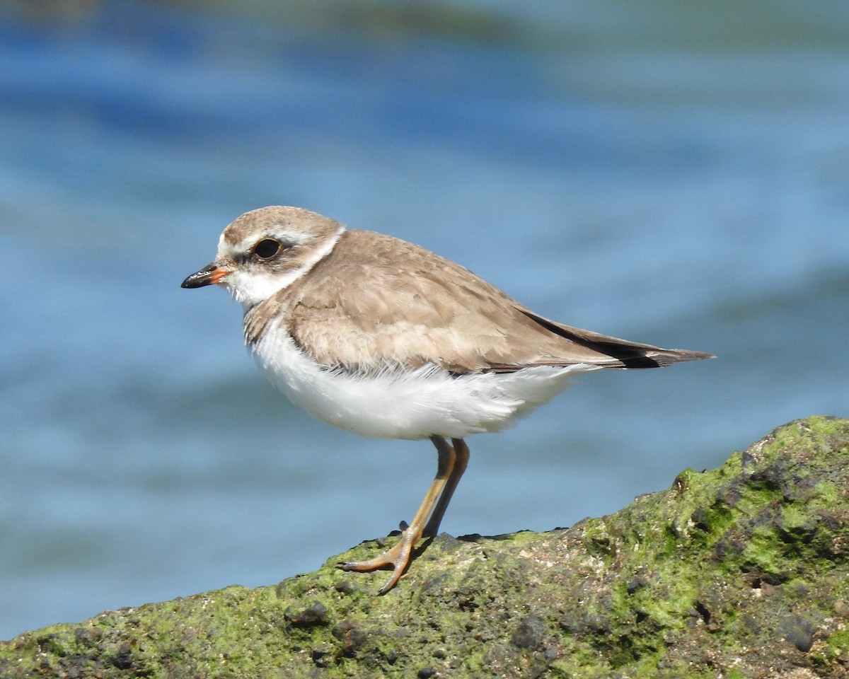 Semipalmated Plover - ML617692153
