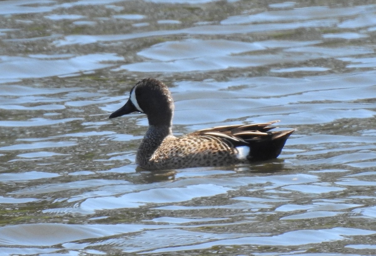 Blue-winged Teal - ML617692159