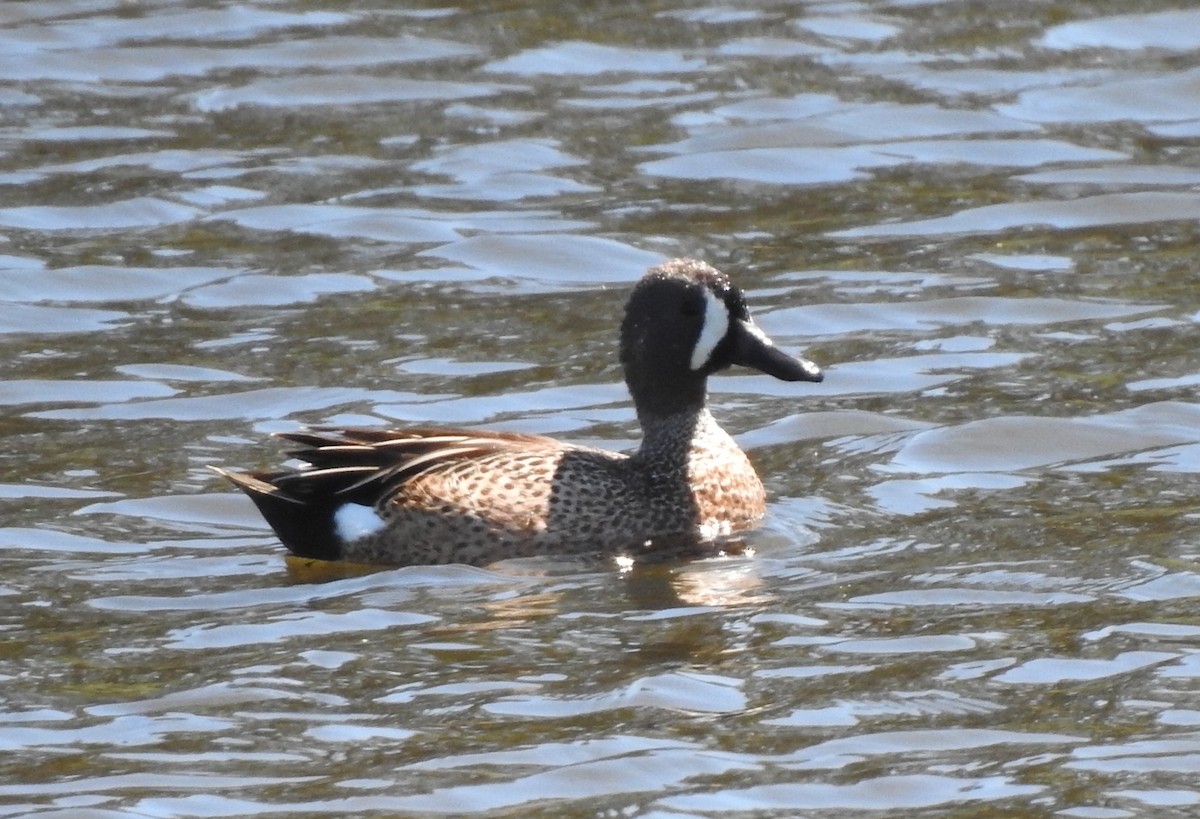 Blue-winged Teal - ML617692170