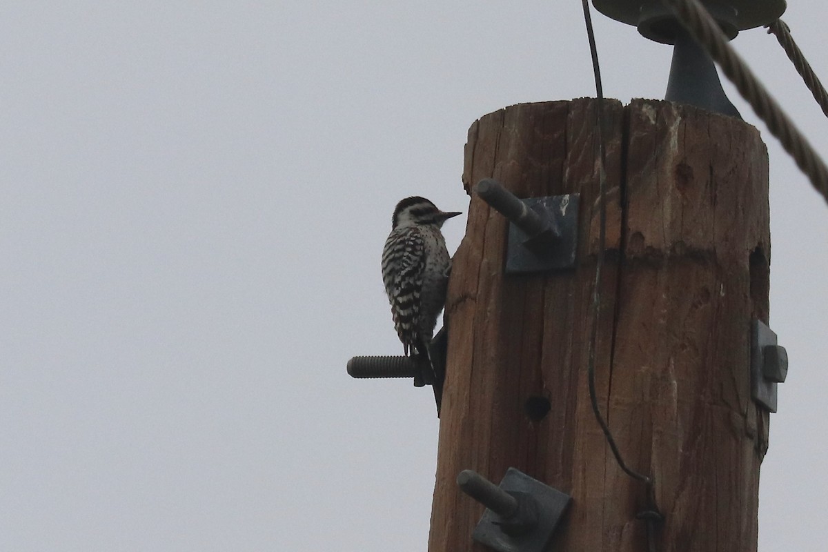 Ladder-backed Woodpecker - ML617692415