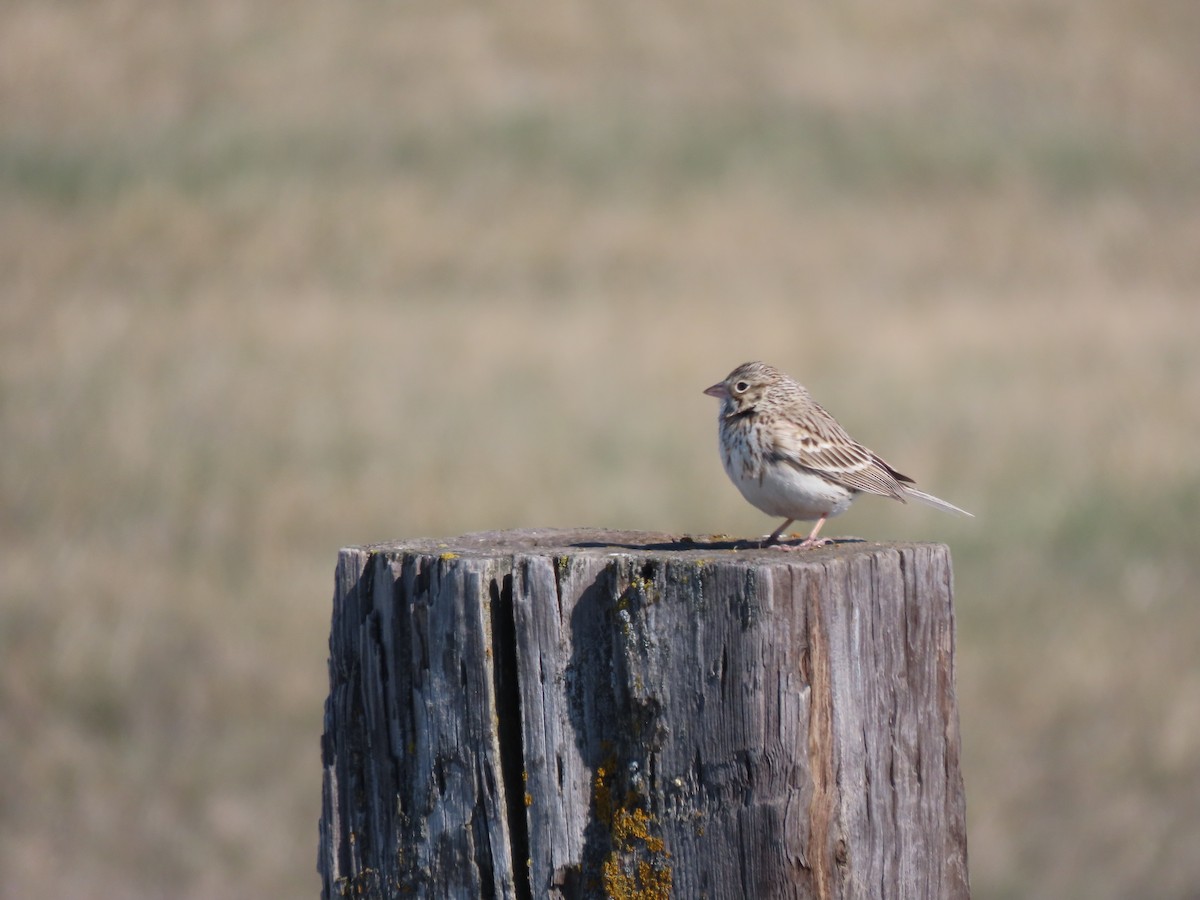 Vesper Sparrow - Kerry Hjertaas