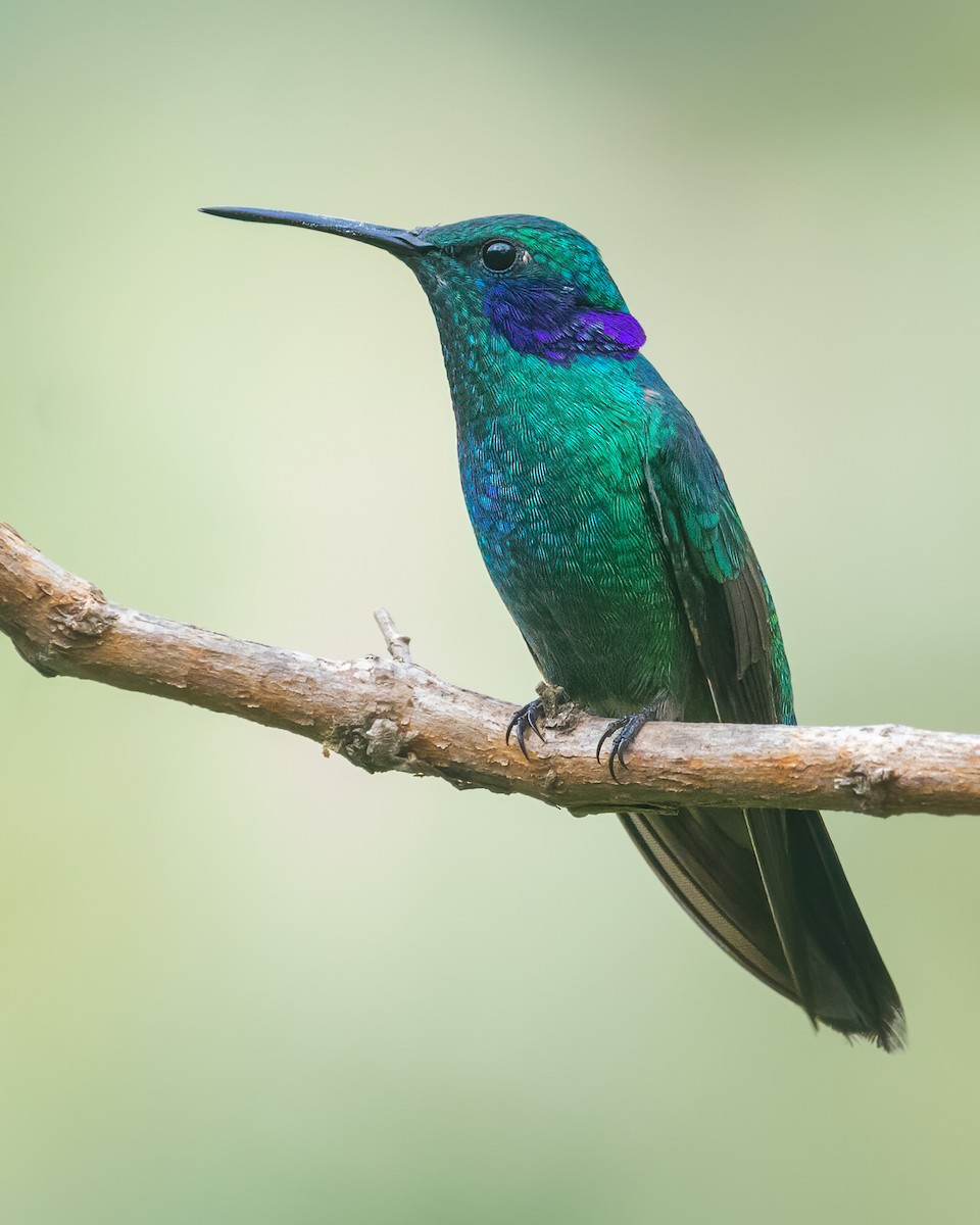 kolibřík modrouchý - ML617692430