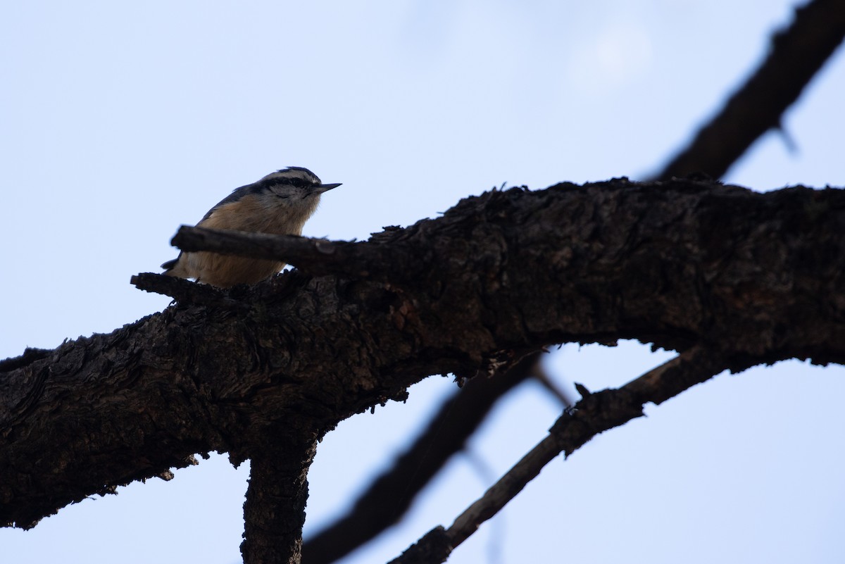 Red-breasted Nuthatch - ML617692443