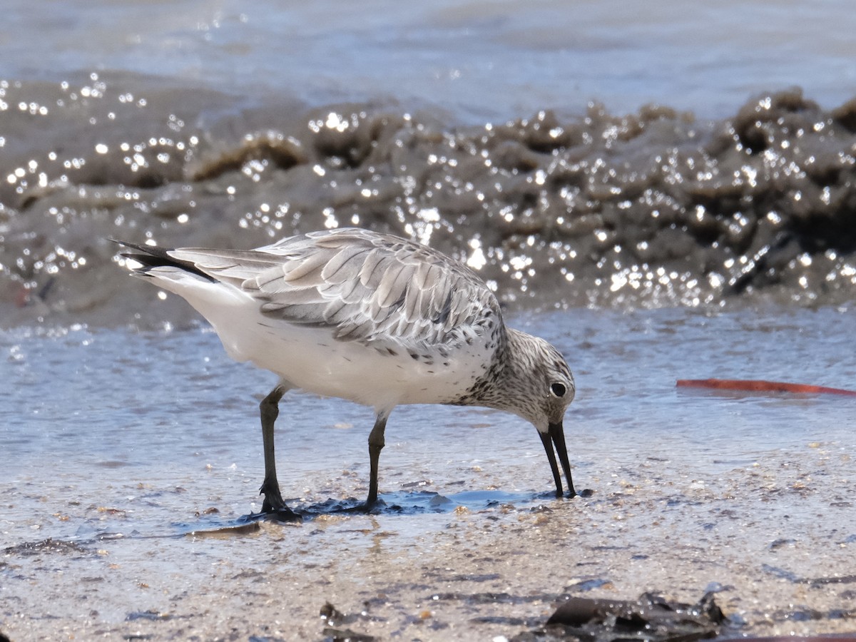 Great Knot - ML617692447