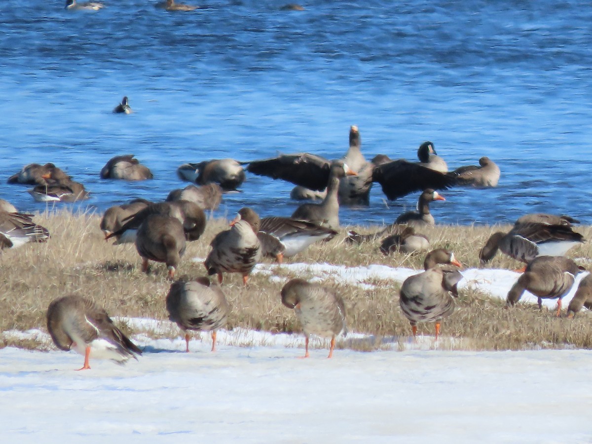 Greater White-fronted Goose - ML617692510