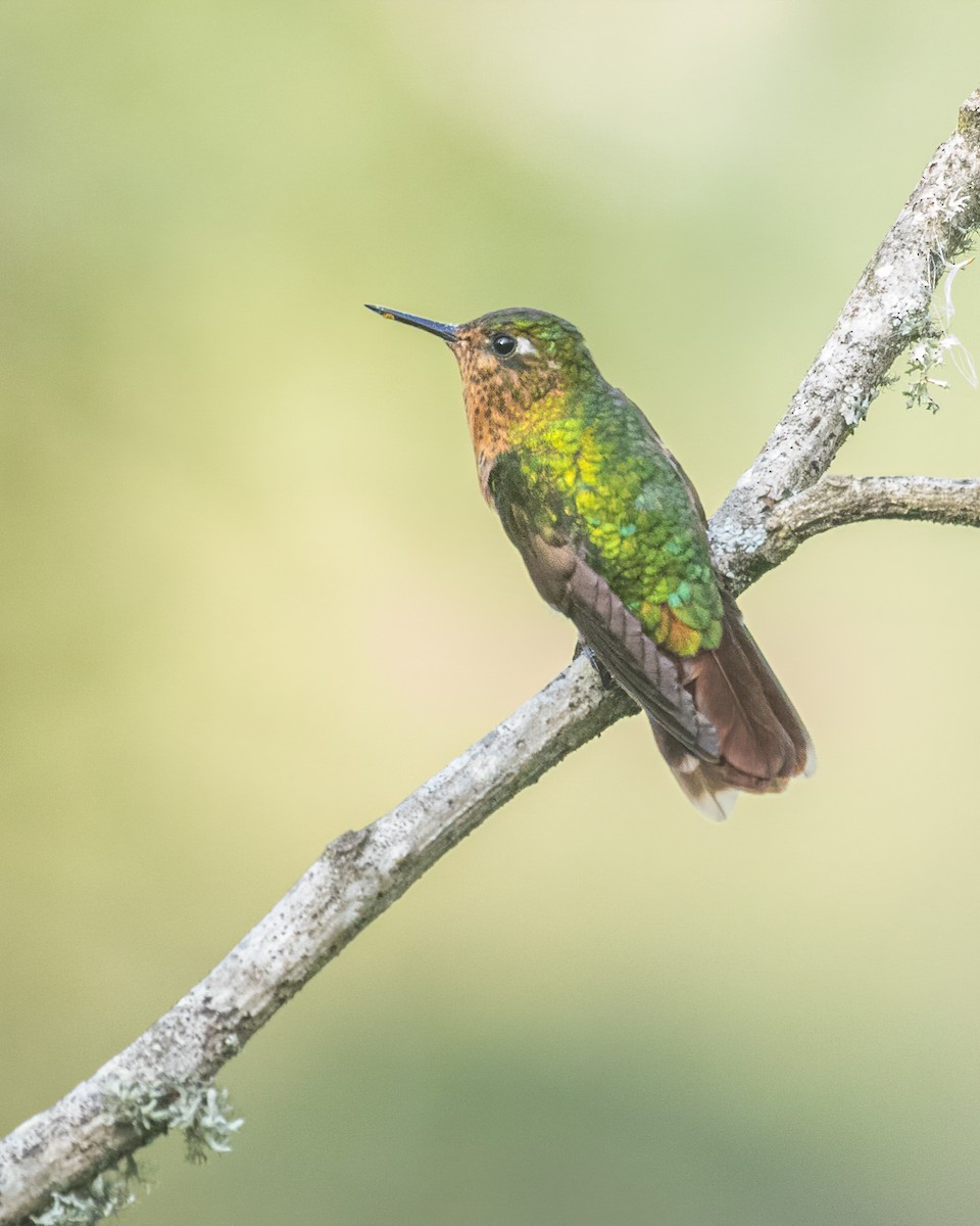 kolibřík dřišťálový - ML617692543