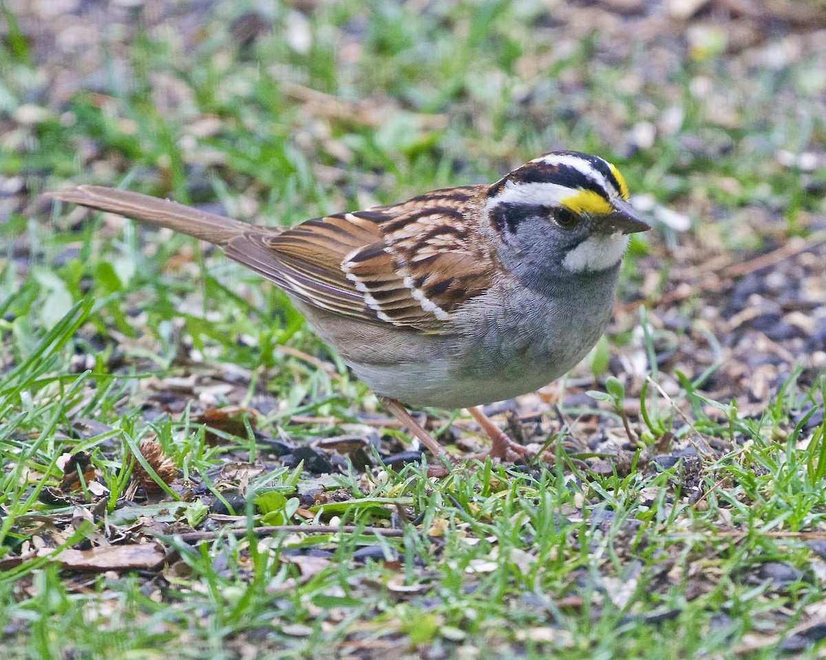 White-throated Sparrow - ML617692624