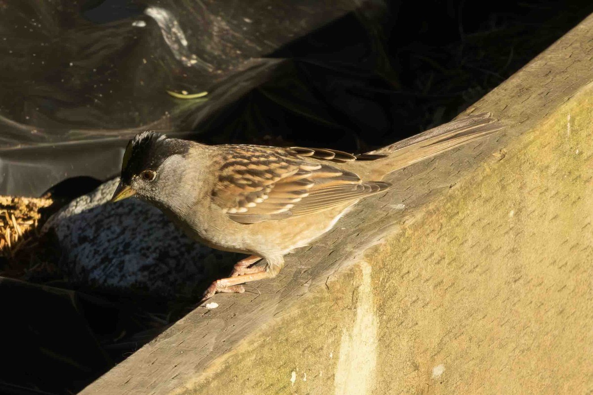 Golden-crowned Sparrow - ML617692712