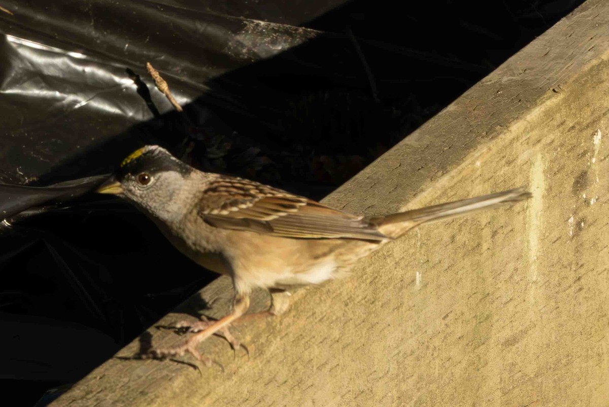 Golden-crowned Sparrow - ML617692728