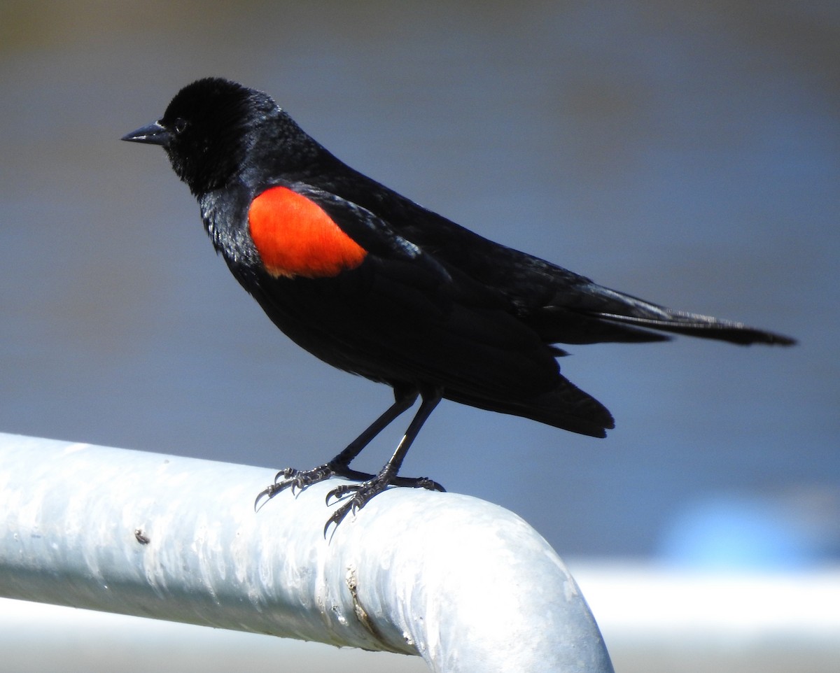 Red-winged Blackbird - ML617692819