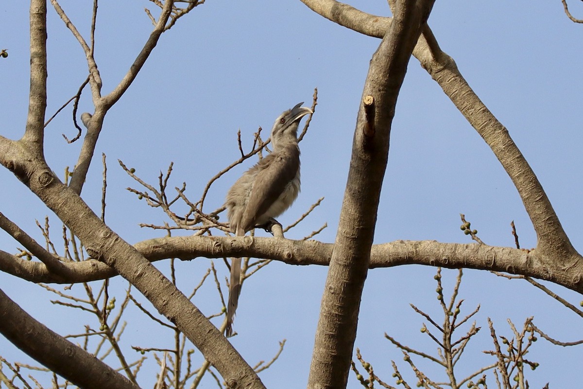 Indian Gray Hornbill - ML617692832