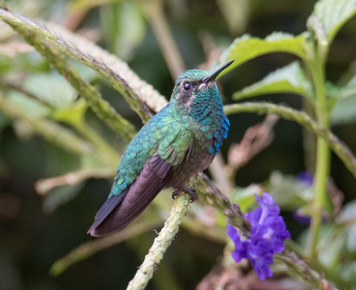 kolibřík blýskavý - ML617692872