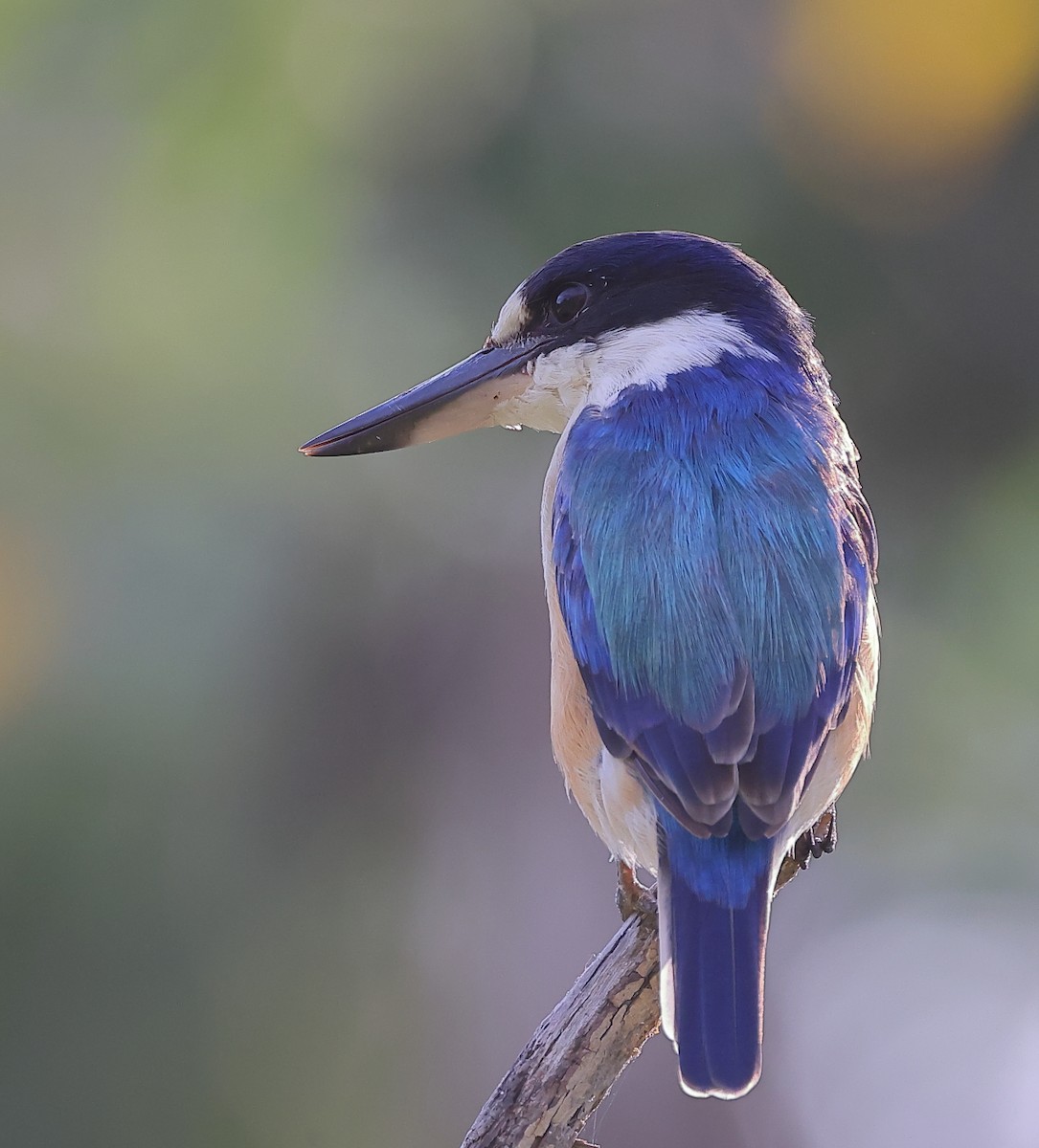 Forest Kingfisher - ML617692929
