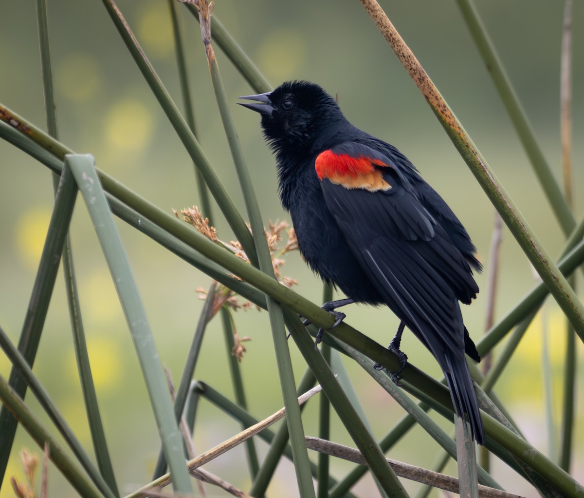 Red-winged Blackbird - ML617692930