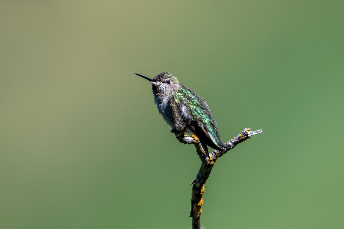 Anna's Hummingbird - Melani King