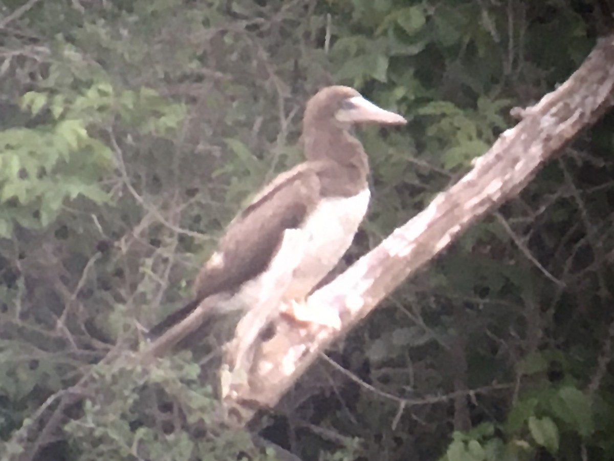 Brown Booby - ML617692947